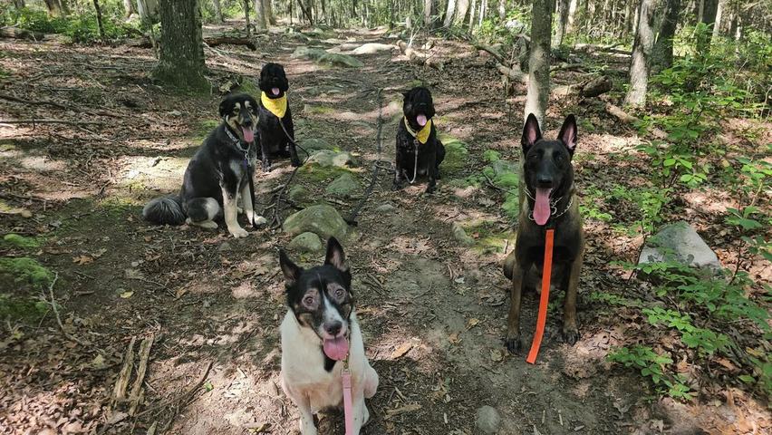 Dogs wearing yellow bandanas in the woods