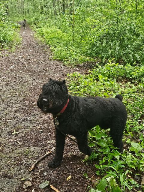 Black dog with red collar pausing on the trail