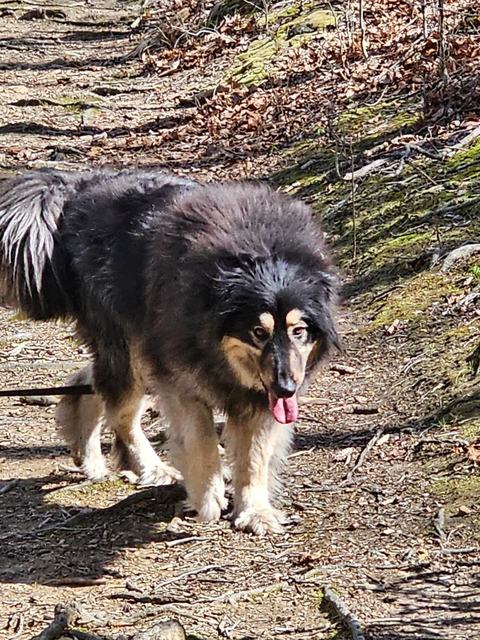 Collie mix on the trail