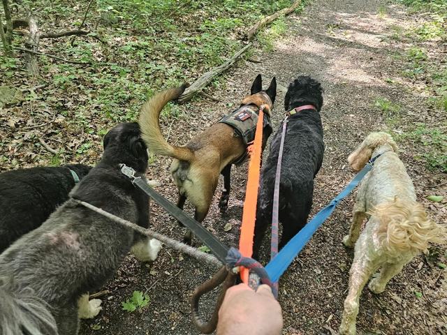 Dogs on the trail seen from above with colorful leashes