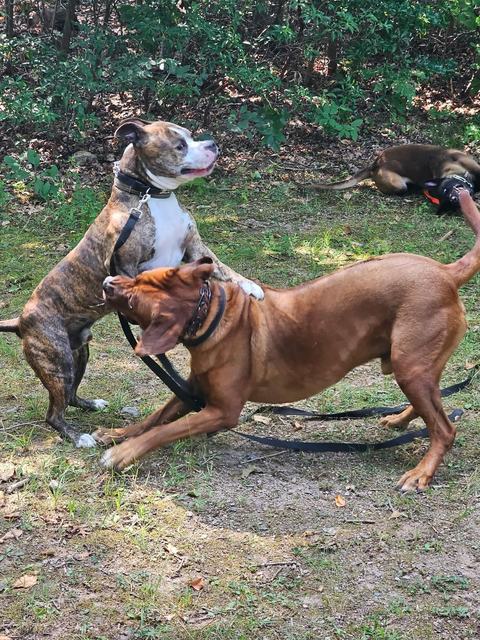Dogs playing together on the grass