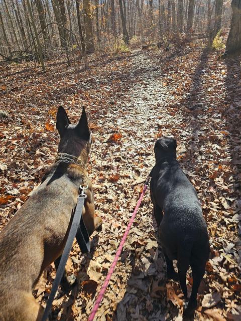 Two dogs walking a leaf-covered trail