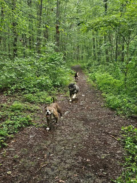 Dogs walking along a lush green trail