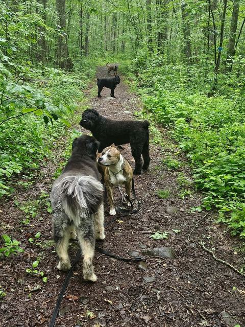 Group of dogs on a verdant forest path