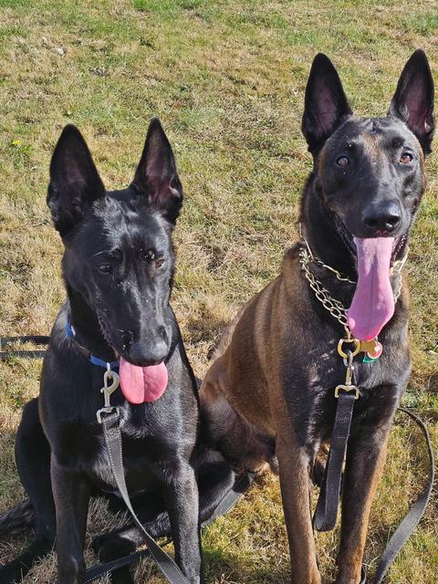 Two Belgian Malinois posing together