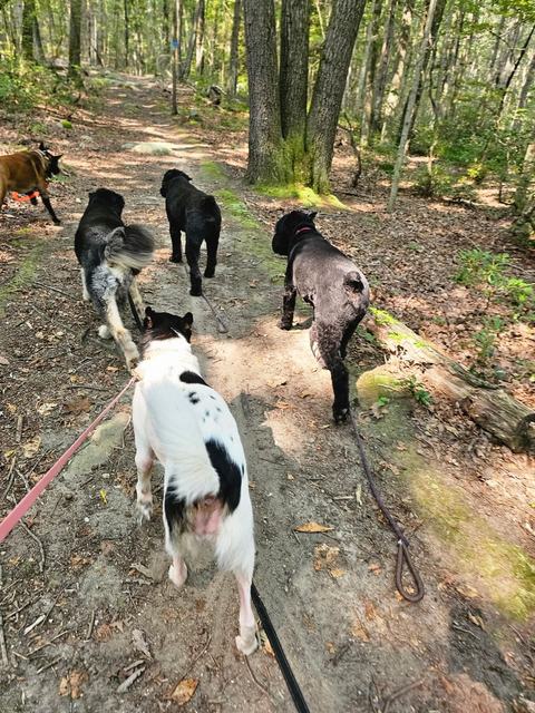 Pack walking the trail led by a spotted dog