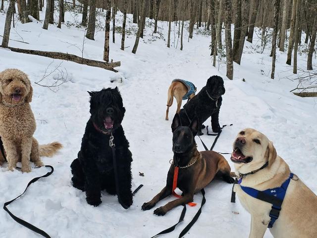 Dogs sitting together in the snow