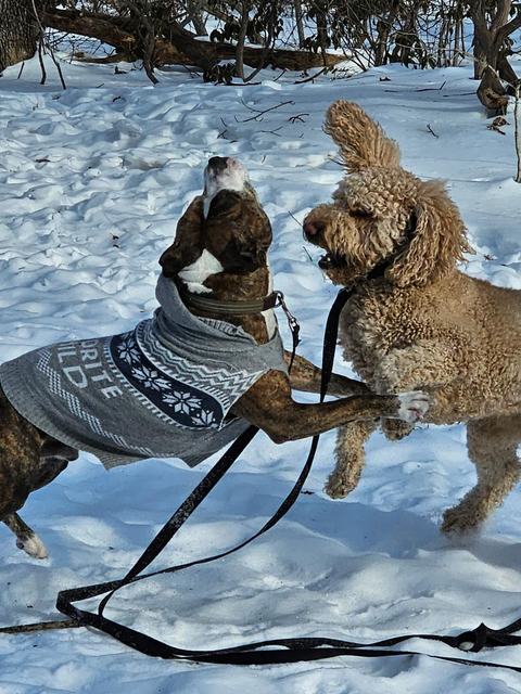 Dogs playing in sweaters in the snow