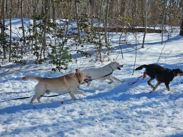 Dogs running and playing in the snow