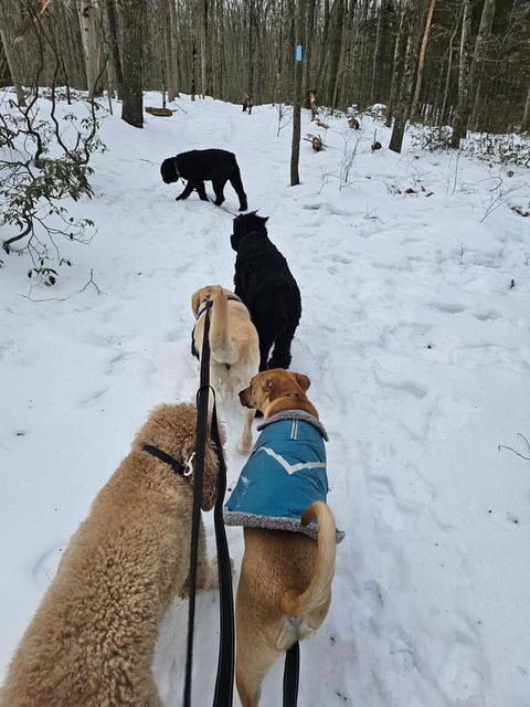 Dogs walking single file on a snowy trail