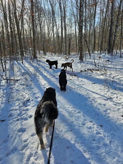 Dogs exploring snowy woods on a sunny day