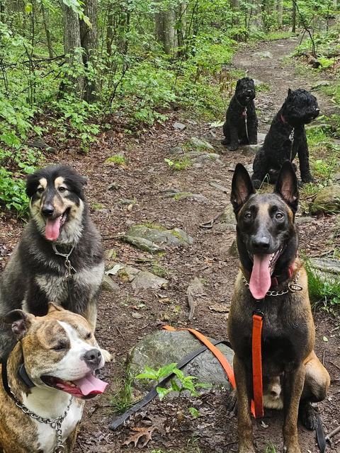 Pack of dogs posing on a summer trail