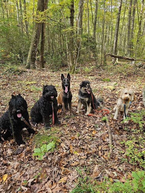 Four dogs sitting together in autumn leaves