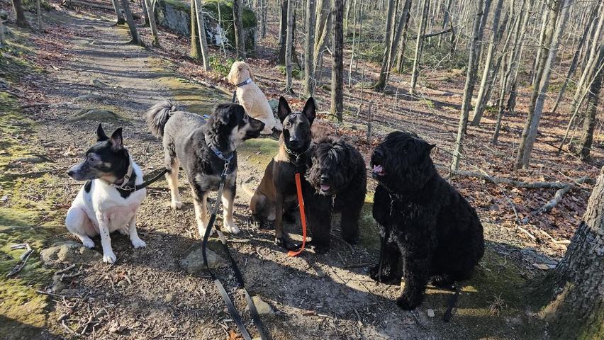 Dogs gathered on a winter trail