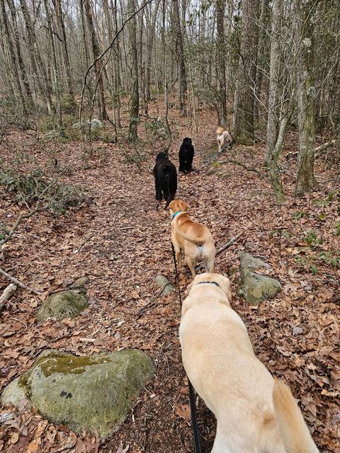 Dogs hiking through a winter forest